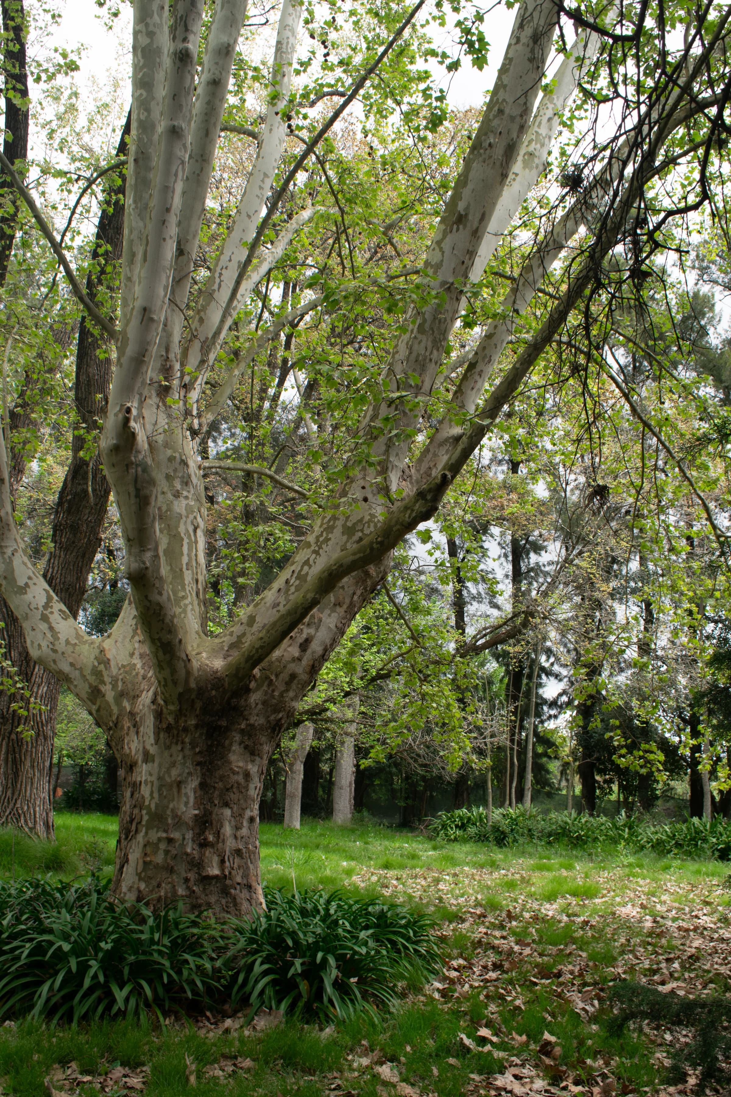Pilar